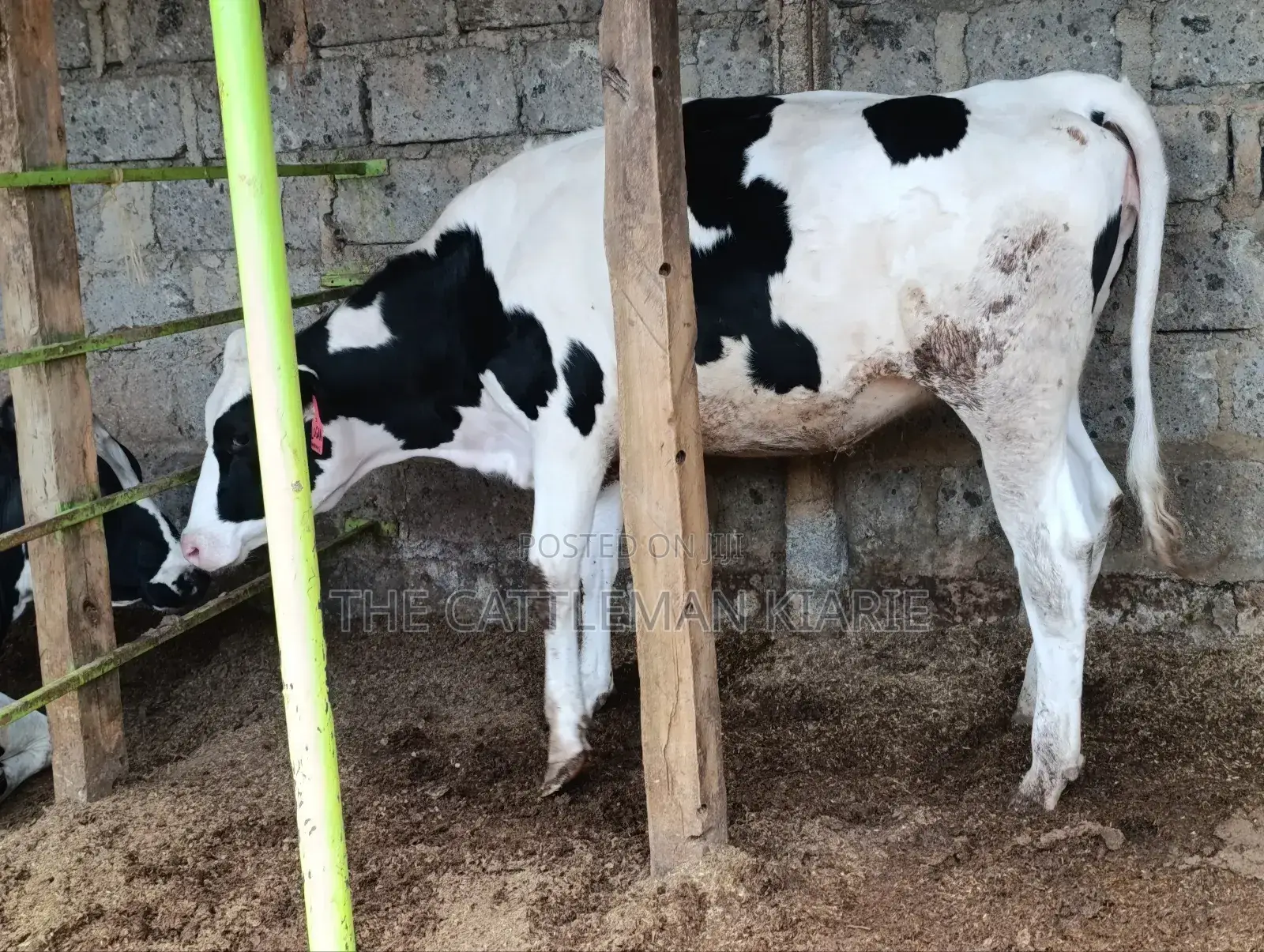 Pedigree Heifer.