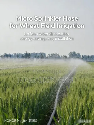 Wheat Rain Artificial Making