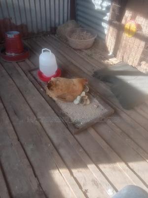 Pure Kienyeji Chicks - main view