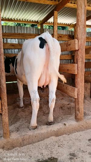 Super Giant Incalf Hostlien Heifer - thumbnail 2