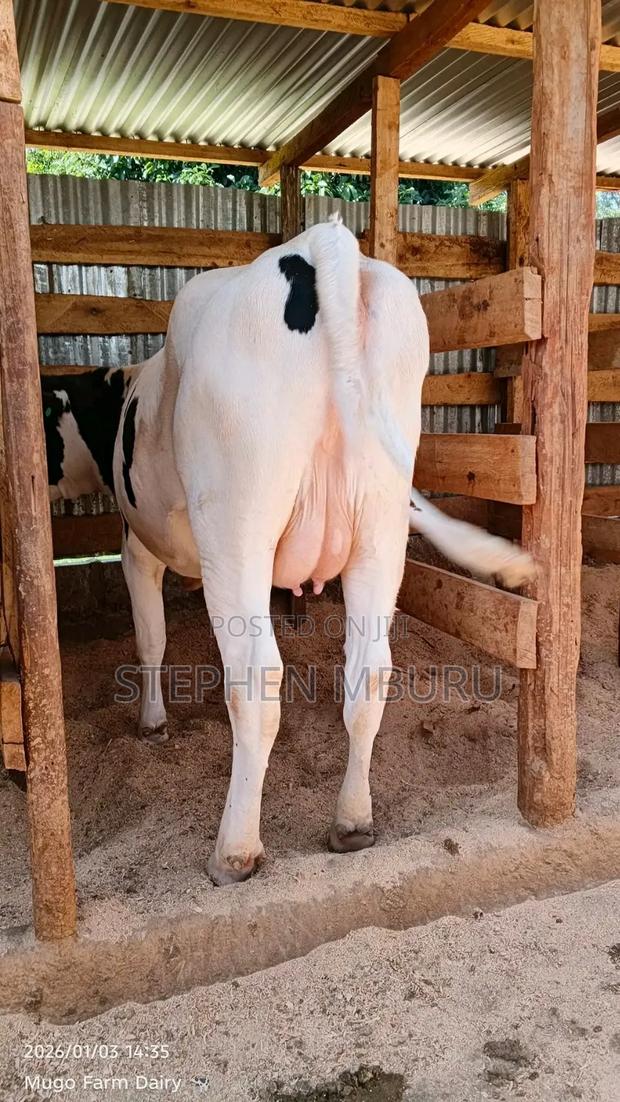 Super Giant Incalf Hostlien Heifer - thumbnail 3