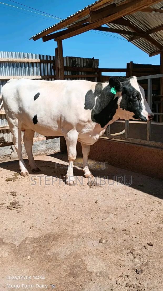 Super Giant Incalf Hostlien Heifer - thumbnail 4