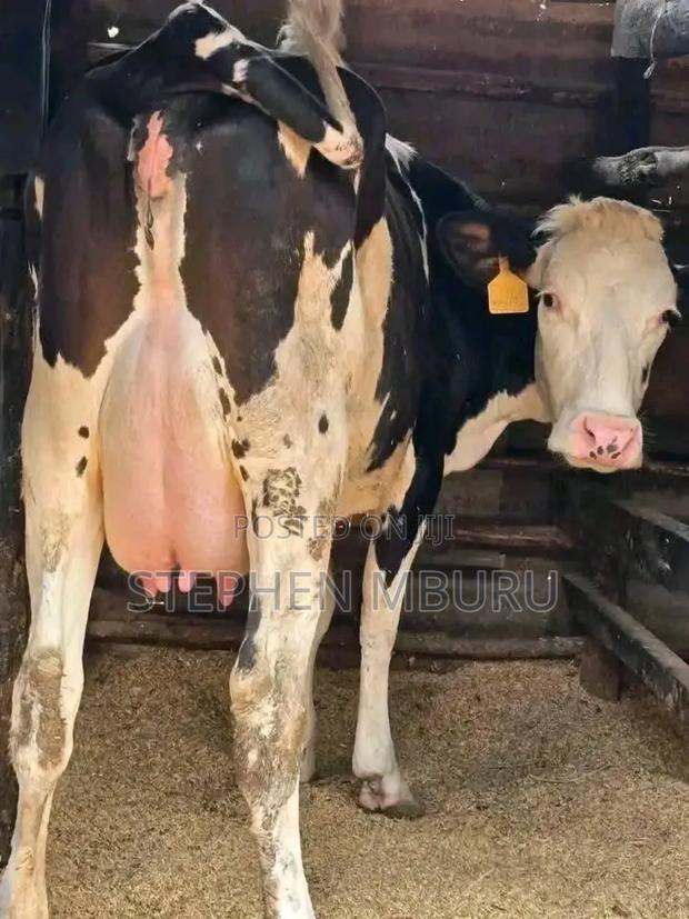 Fleckview Milker - main view