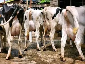 Pedigree Milkers - thumbnail 2