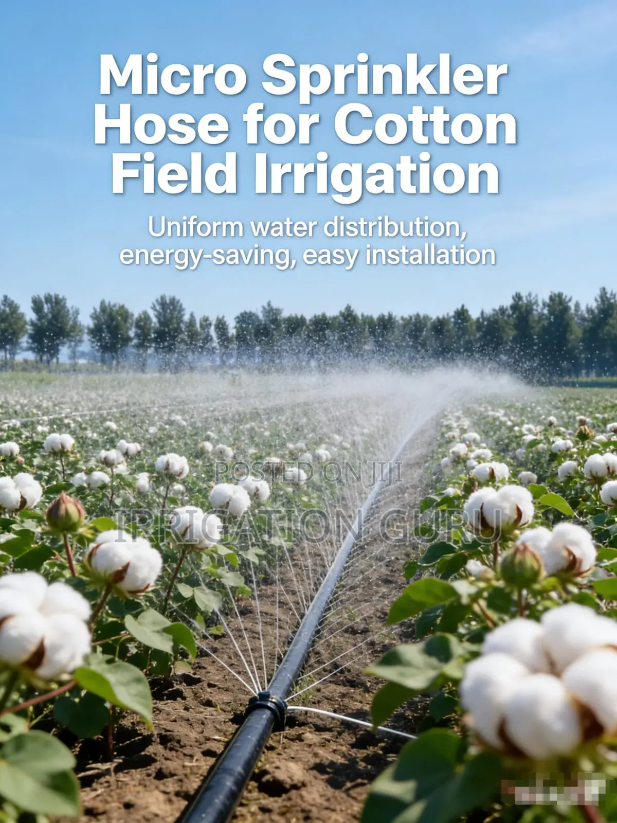 Cotton Field Irrigation Rain