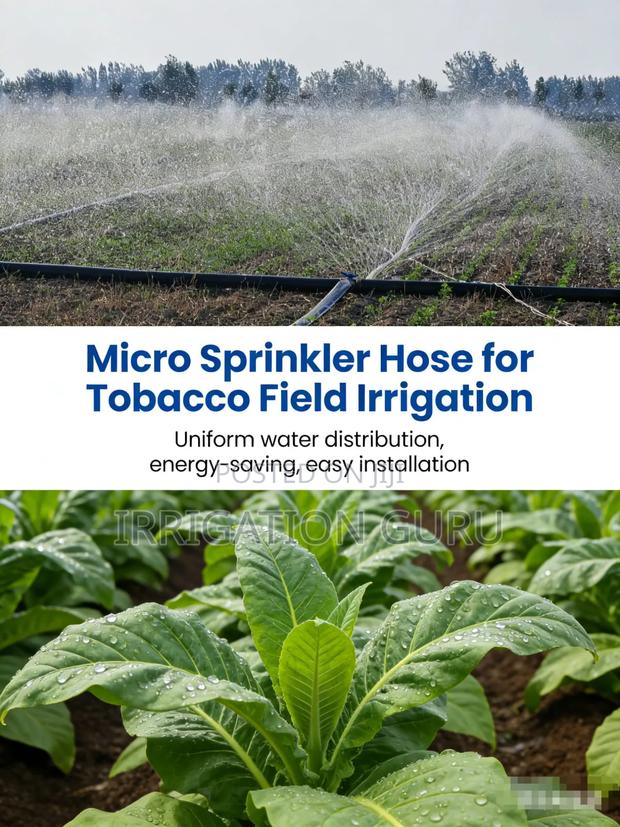 Kales Best Irrigation Method - main view