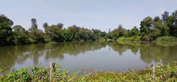 Limuru Tea Land