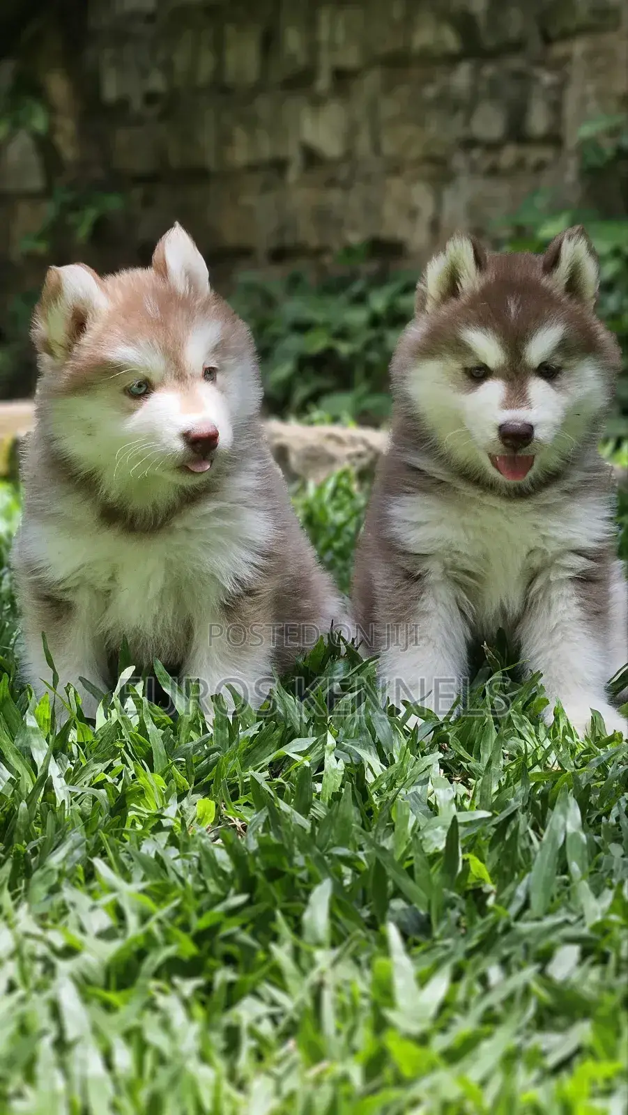 1-3 months Male Purebred Siberian Husky
