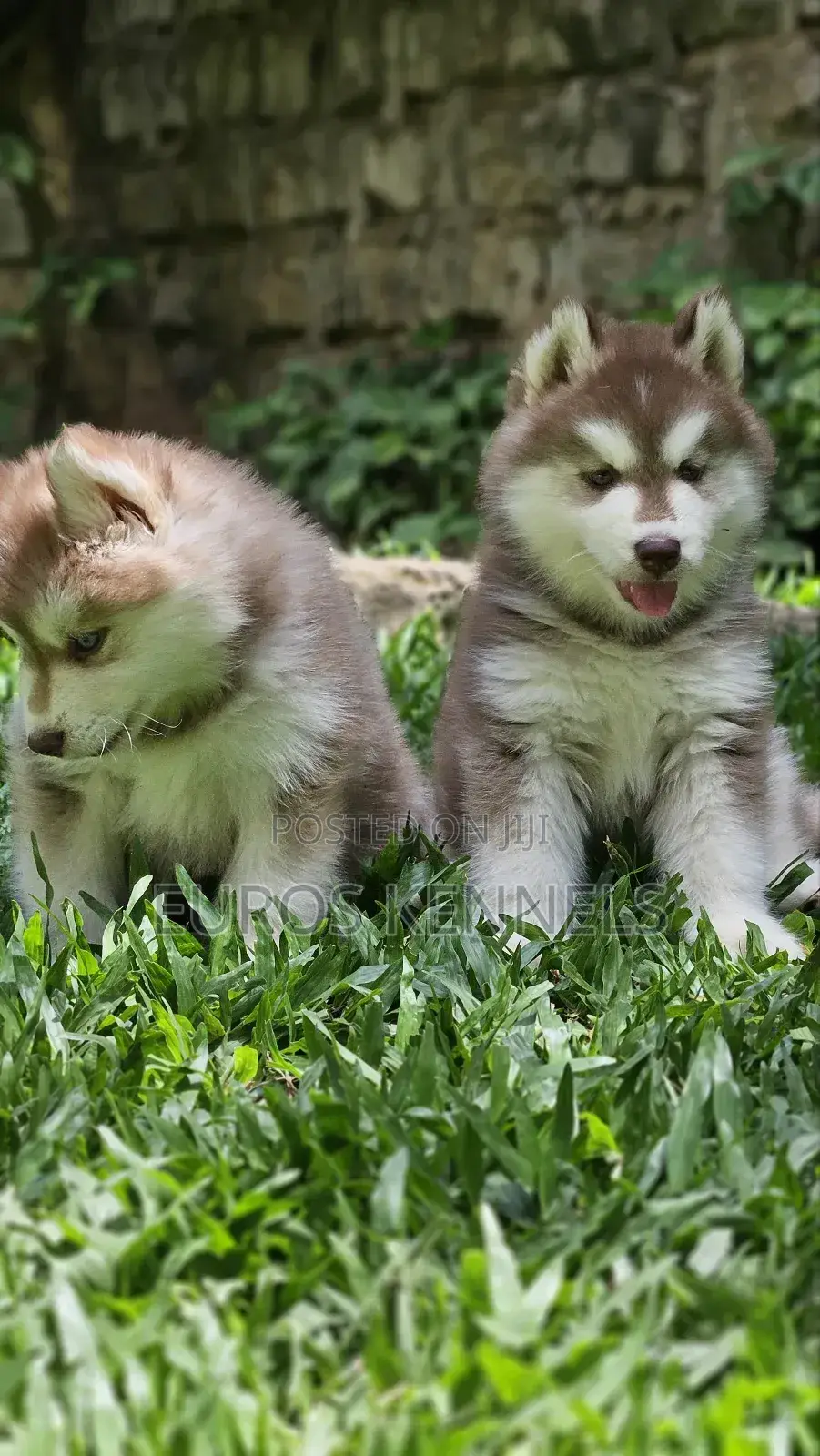 1-3 months Male Purebred Siberian Husky