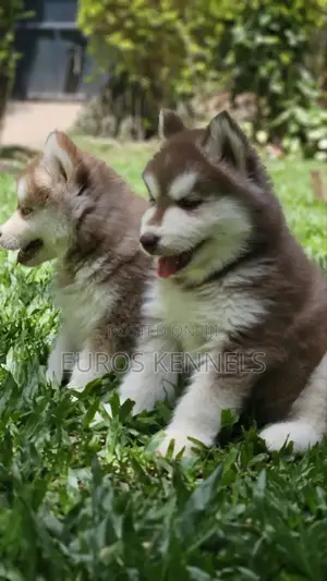 1-3 months Male Purebred Siberian Husky
