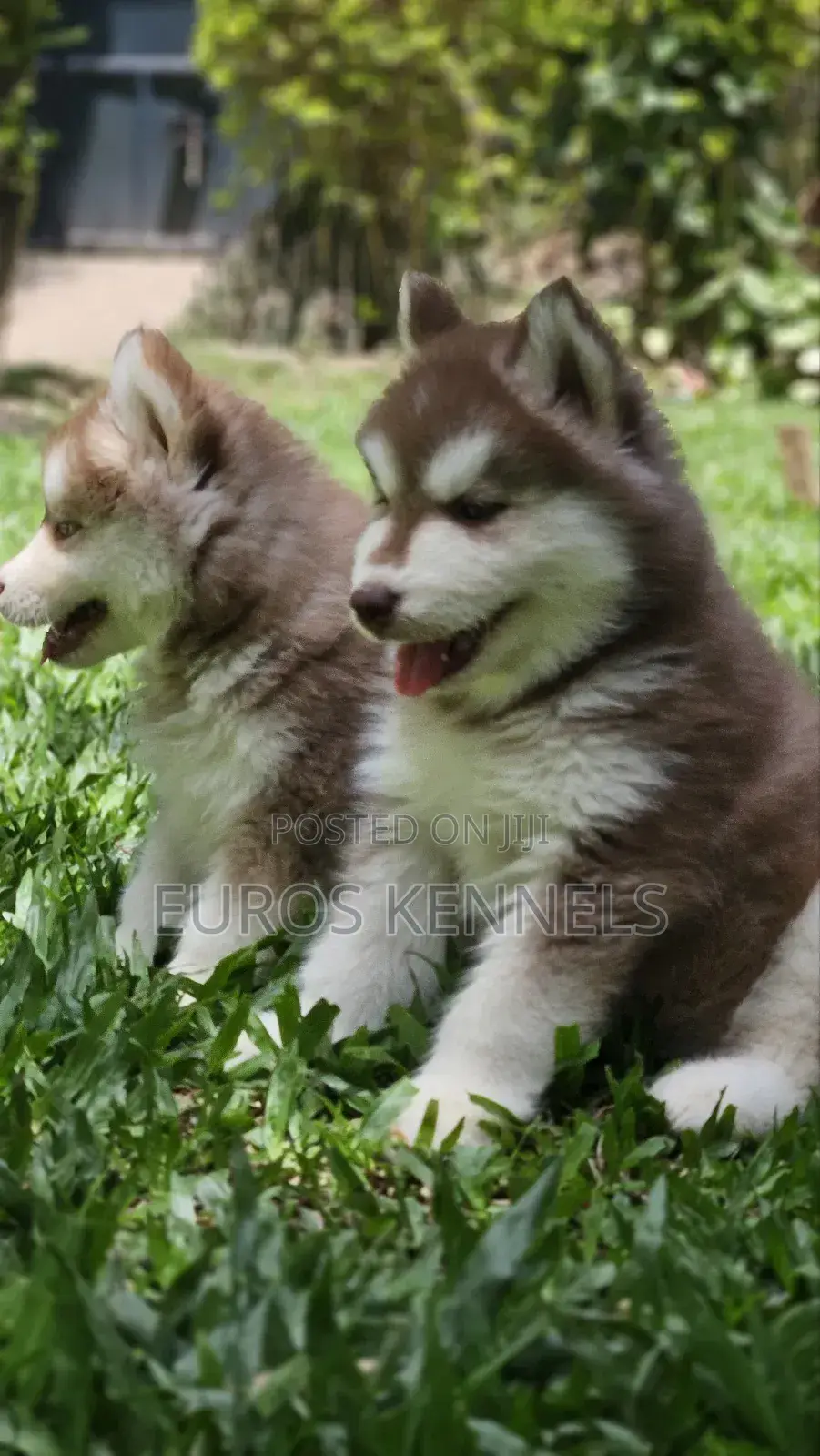 1-3 months Male Purebred Siberian Husky