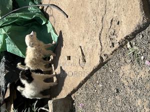 3-6 months Male Purebred Japanese Spitz - thumbnail 2