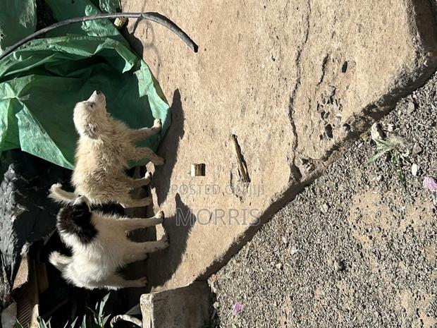 3-6 months Male Purebred Japanese Spitz - main view