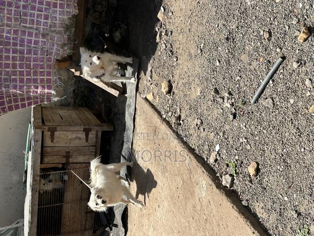 3-6 months Male Purebred Japanese Spitz - thumbnail 3