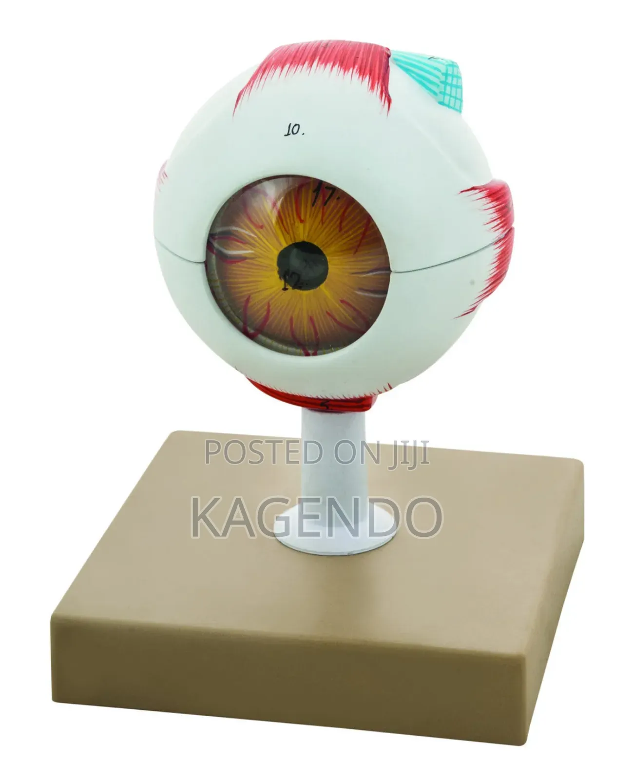 Gait Eye Model