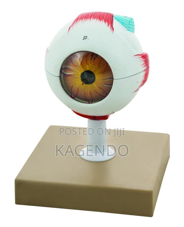 Gait Eye Model - main view