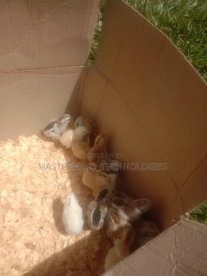 Kienyeji Chicks - main view