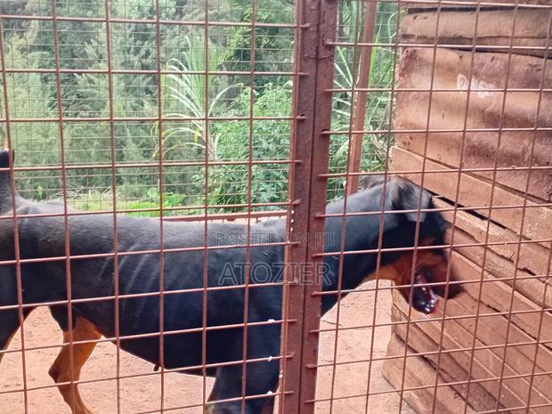 6-12 months Male Purebred Doberman Pinscher