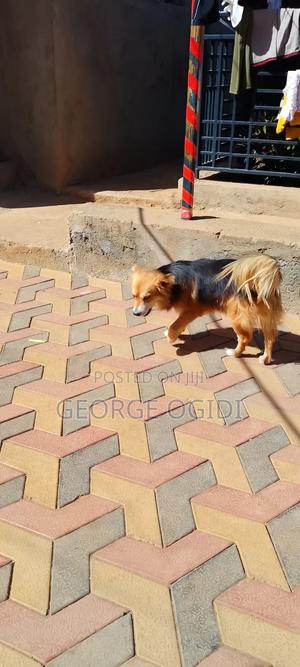 6-12 months Male Purebred Japanese Spitz