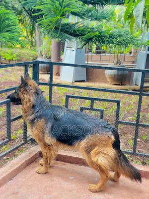 6-12 months Female Purebred German Shepherd