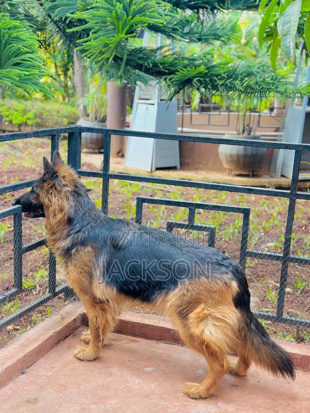 6-12 months Female Purebred German Shepherd