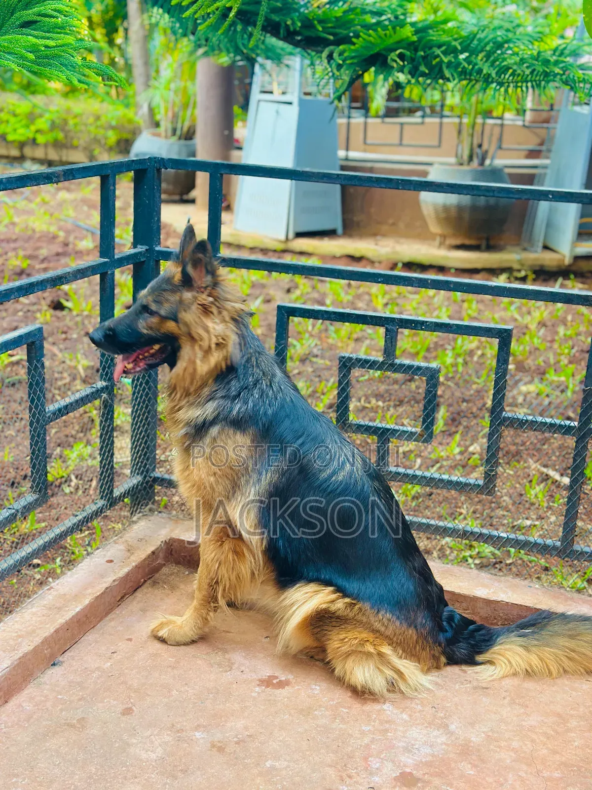 6-12 months Female Purebred German Shepherd