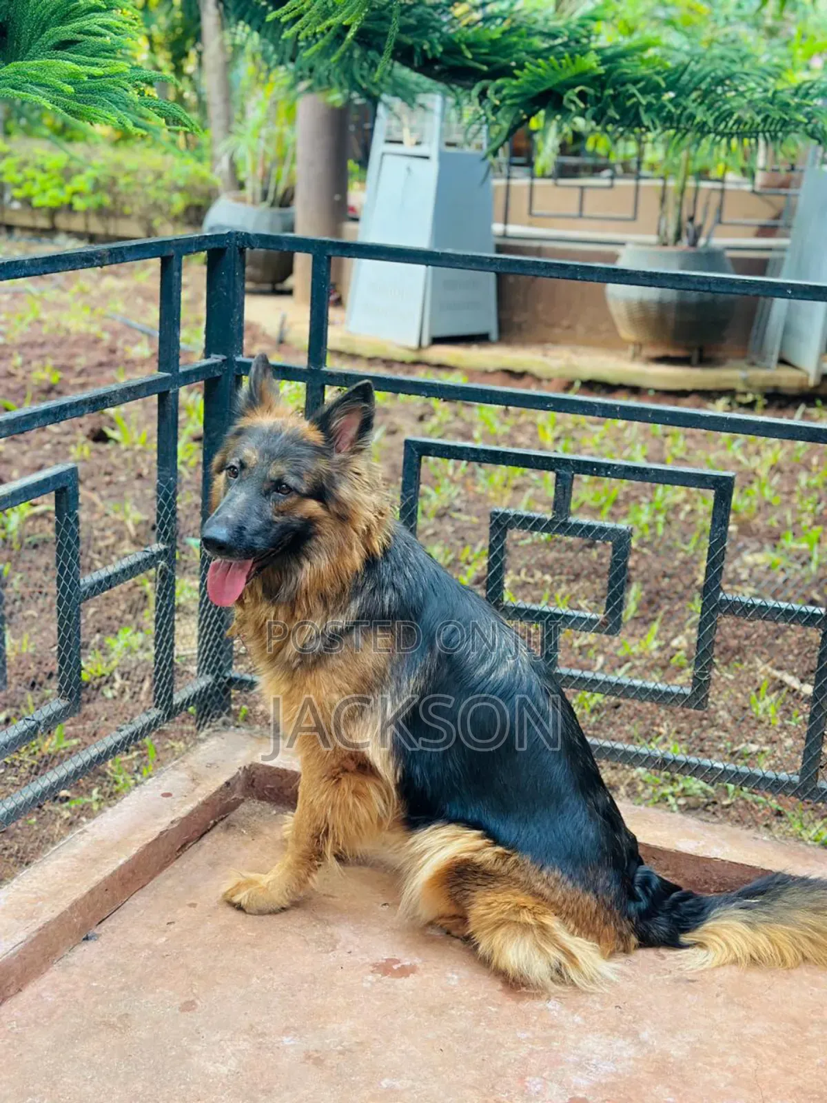 6-12 months Female Purebred German Shepherd