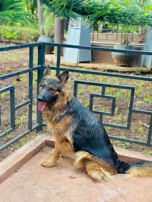 6-12 months Female Purebred German Shepherd