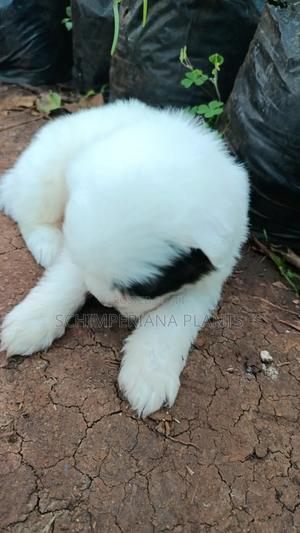 1-3 months Female Purebred Havanese - thumbnail 2