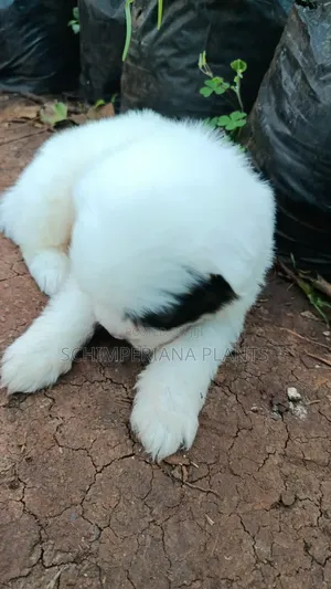 1-3 months Female Purebred Havanese