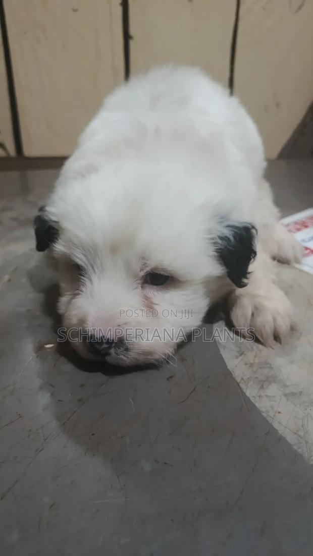 1-3 months Female Purebred Havanese - thumbnail 3