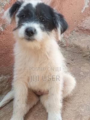 1-3 months Male Mixed Breed Dog