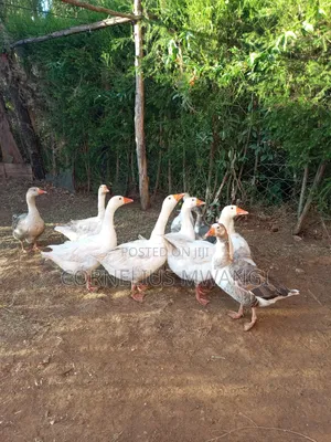 Mature Geese on Sale