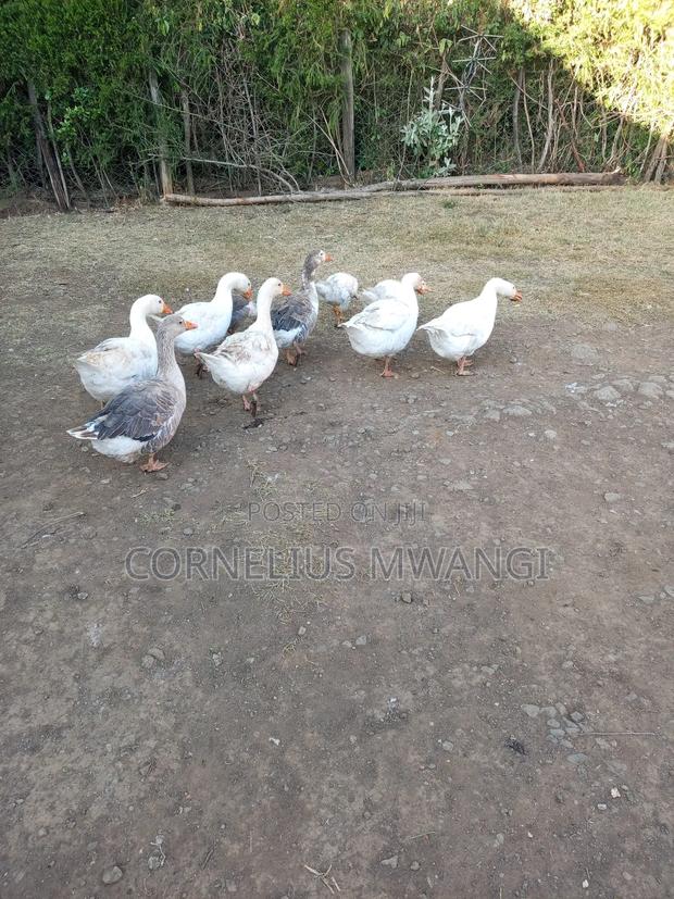Mature Geese on Sale - thumbnail 3