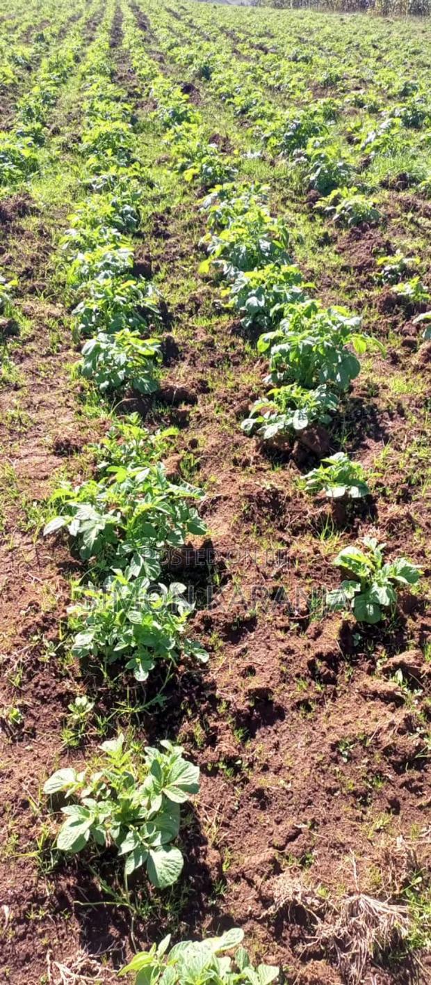 1acre Land in Naivasha-Kinungi