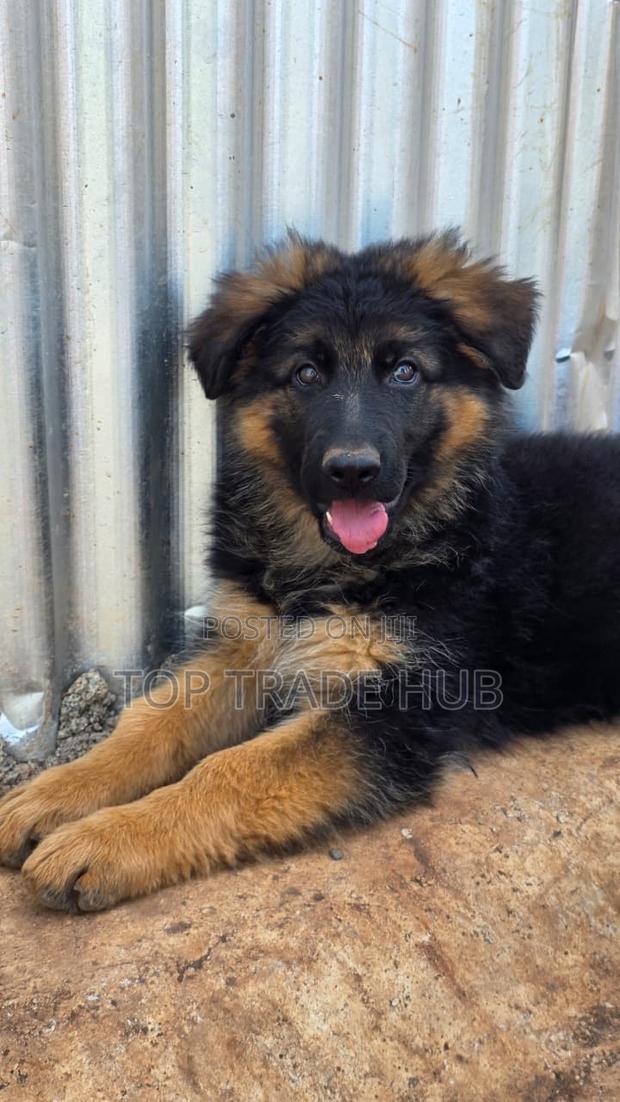 1-3 months Female Purebred German Shepherd