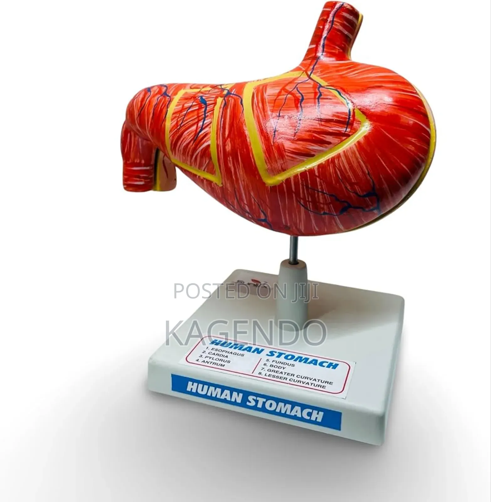 Stomach Model – Educational Medical Teaching Tool