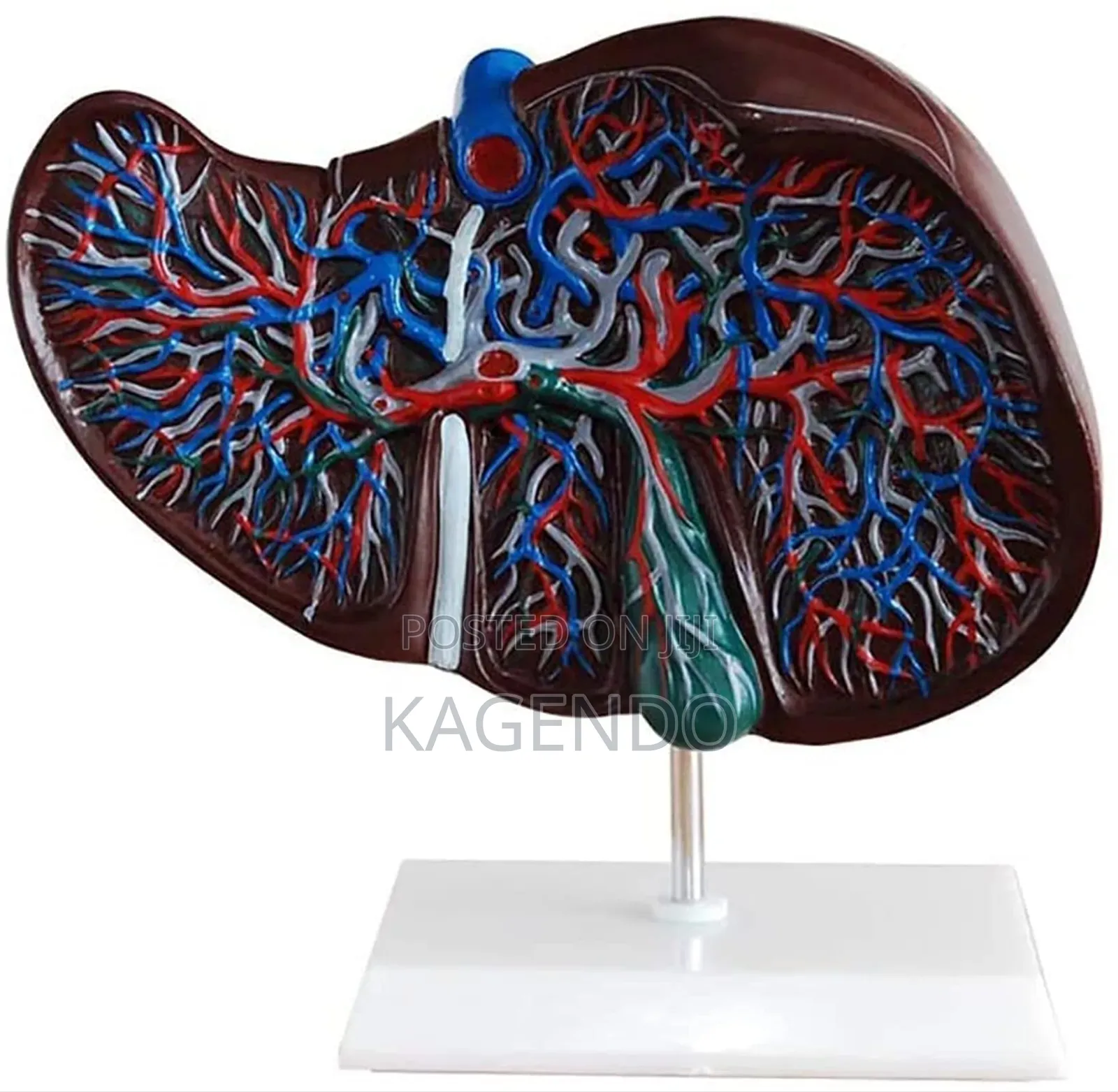 Liver Model – Anatomical Educational Tool