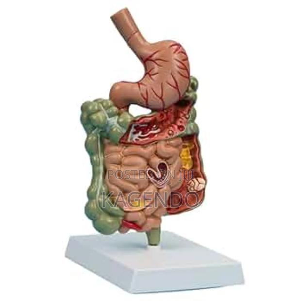 Digestive System Model – Anatomical Educational Tool