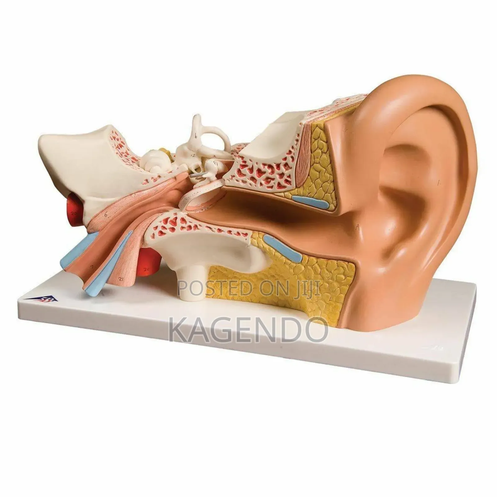 Giant Ear Model – Anatomical Educational Tool