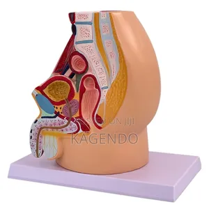 Male Genitalia Model – Anatomical Educational Tool