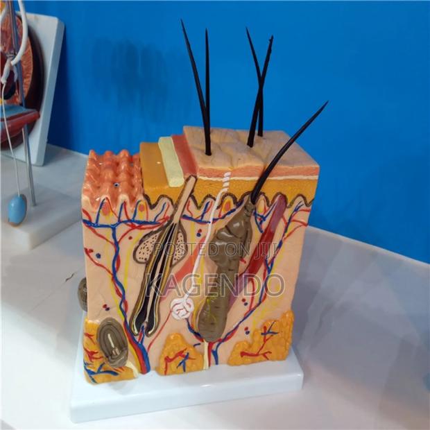 Skin Model – Medical Clinical Training - main view