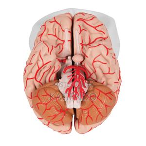 Brain Model With Arteries – Anatomical Educational - thumbnail 2
