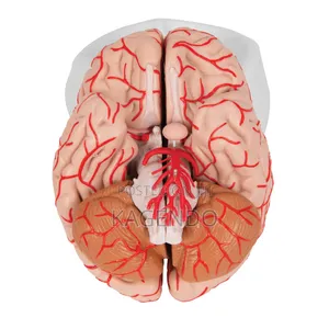 Brain Model With Arteries – Anatomical Educational