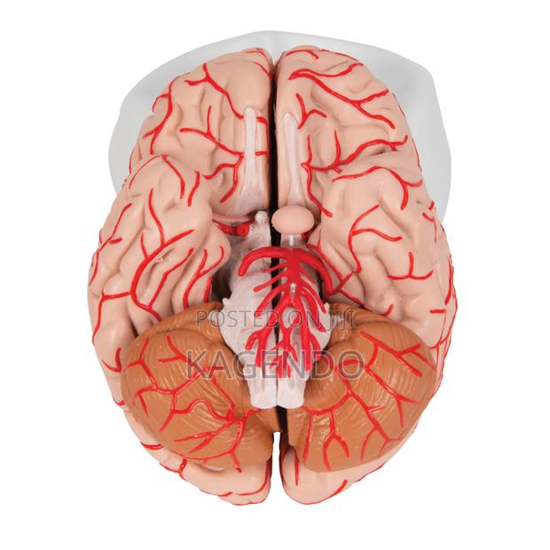 Brain Model With Arteries – Anatomical Educational - main view