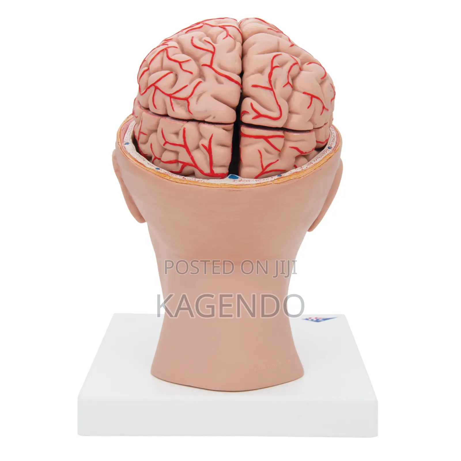 Brain Model With Arteries in Head – Anatomical Teaching Tool