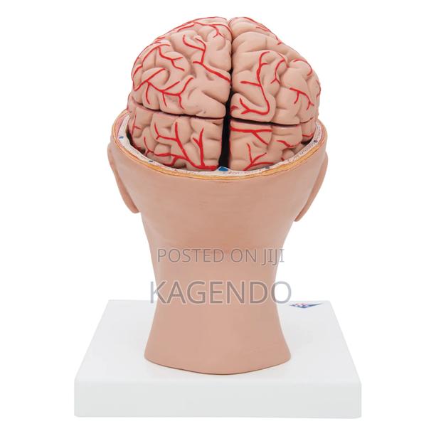 Brain Model With Arteries in Head – Anatomical Teaching Tool - main view