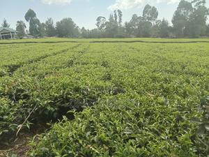 Tea Plantation Farm - thumbnail 2