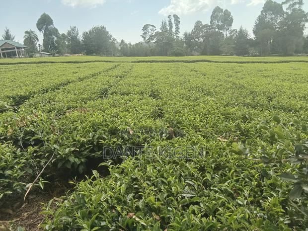 Tea Plantation Farm - main view