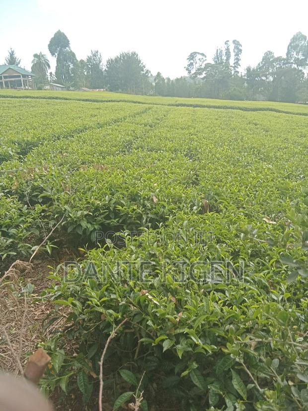 Tea Plantation Farm - thumbnail 2
